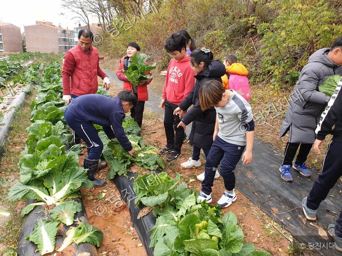 신평초등학교 학생들이 밭에서 배추를 수확하고 있다.