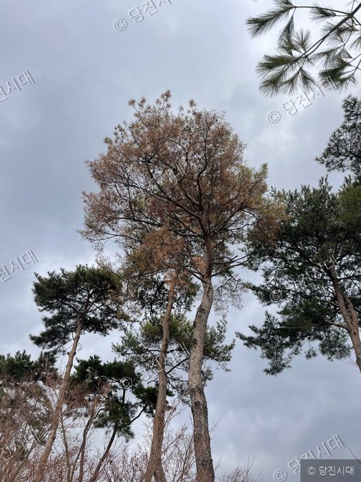 당진 지역에서 소나무재선충병으로 인해 고사한 소나무가 서 있다.